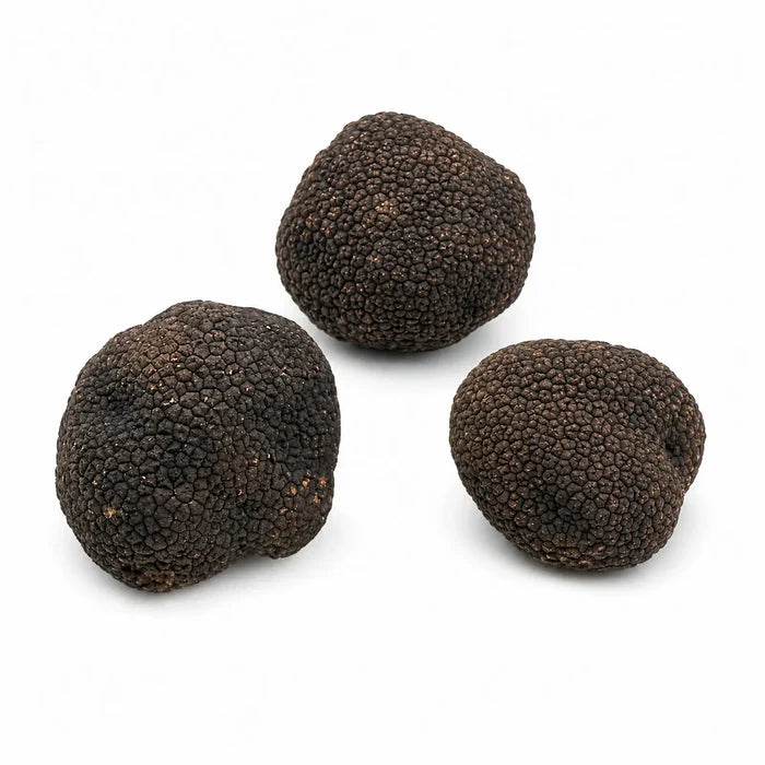 Whole fresh Tuber uncinatum Burgundy Truffles selected as A Grade