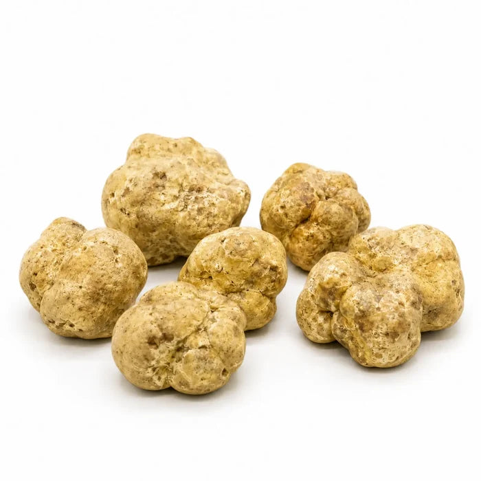 Big fresh Tuber magnatum white truffles with pale ochre surfaces and natural shape variation
